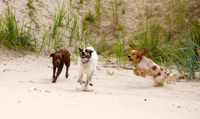 Hundebetreuung Friedrichshain 1